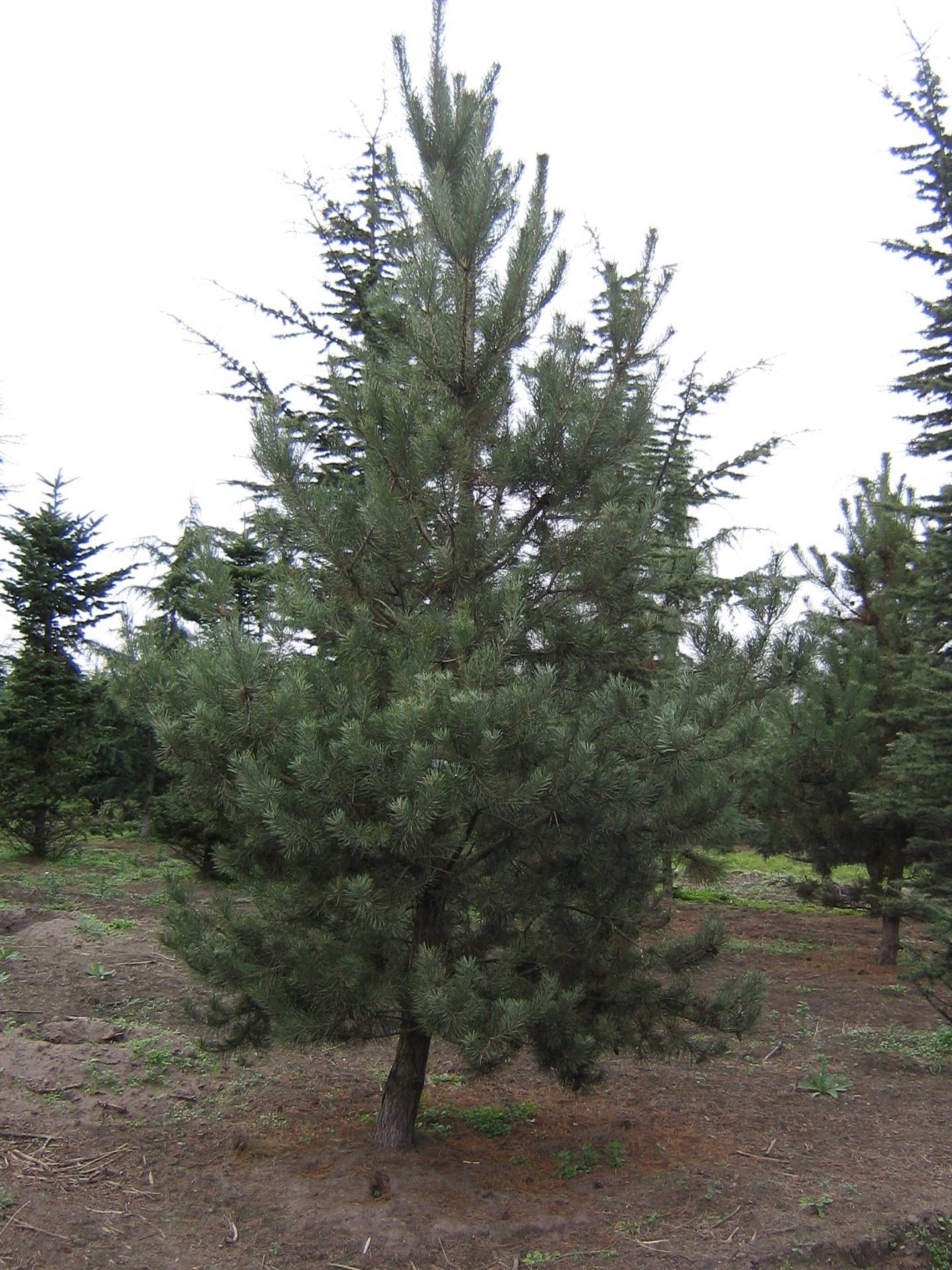 Pinus sylvestris_16